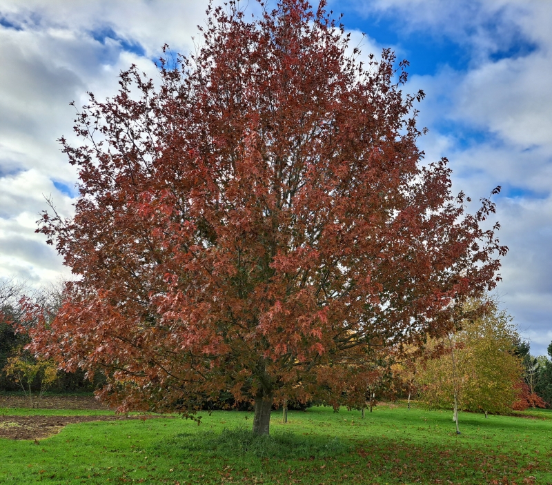 Newbury Farm Arboretum